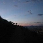 Mount Helena Deer