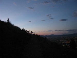 Mount Helena Deer