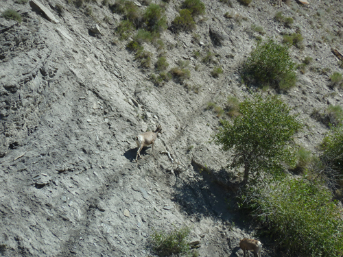 Yellowstone Goat