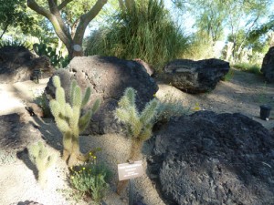 The Cactus garden