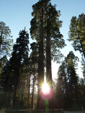 General Grant Tree